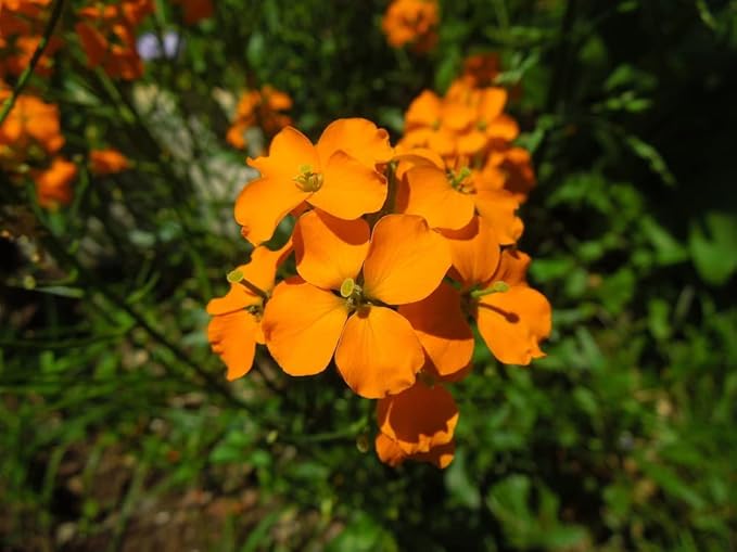 Siberian Wallflower Seeds (Cheiranthus allionii) –400+ Heirloom Non-GMO Seeds by Isla’s Garden Seeds, Bright Orange Blooms, Easy to Grow, Attracts Pollinators, Perfect for Borders & Wildflower Gardens