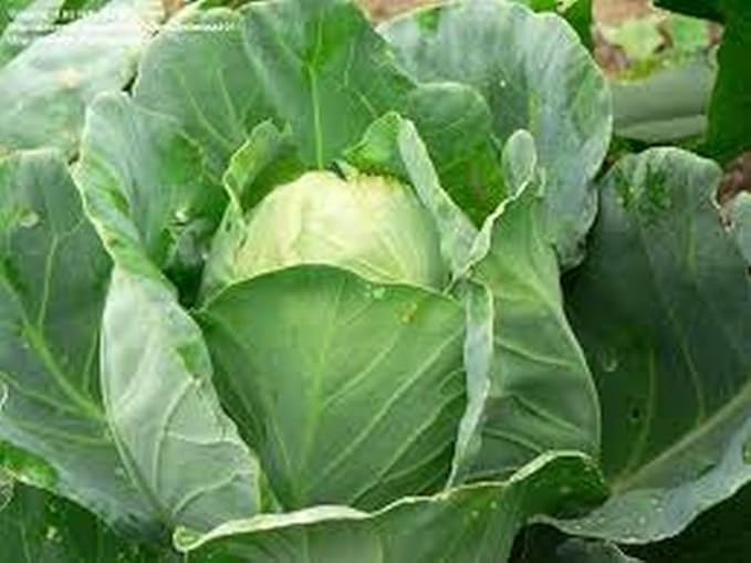 1000 Early Jersey Wakefield Cabbage Seeds for Planting Heirloom Non-GMO 4+ Grams Garden Vegetable Bulk Survival Hominy