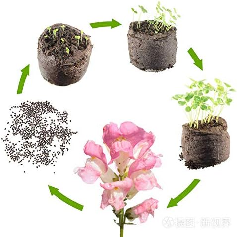 6000 Pcs Snapdragon Seeds for Planting Outdoor Garden, Snap Dragon Seeds for Planting Flowers, Pollinator-Friendly Color Mix, Annual Antirrhinum Majus