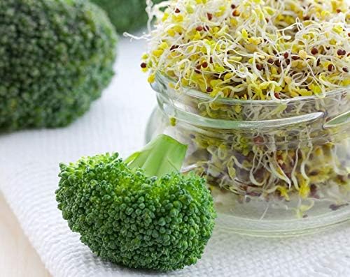 Food to Live Broccoli Seeds for Sprouting, 2 Ounces – Vegan, Kosher, Sirtfood, Bulk. Rich in Sulforaphane, Vitamin C, Vitamin A. Great for Growing Sprouts, Microgreens. High Germination Rate