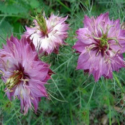 Outsidepride Jewels Rose Nigella Seeds - 2000 Pcs Annual Flower Seeds for Planting with Vibrant Blooms & Lacy, Fern-Like Foliage, Attractive Cut Flower for Small Garden Spaces & Floral Arrangements