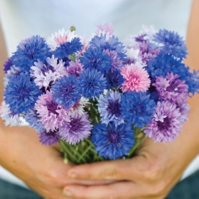 TomorrowSeeds - Cotton Candy Mix Tall Bachelor Button Seeds - 1000+ Count - for 2026 Planting Centaurea Multicolor Heirloom Tall Cornflower Flower Bouquet Edible Boutonniere Basket Corn Grow Your Own
