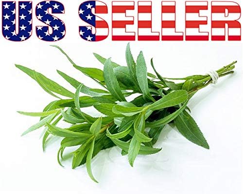 1000 Mixed Herb Seeds Heirloom Non GMO 12 Varieties This is a Mix, Thyme Oregano Sage Tarragon Marjoram Summer Savory Basil Italian Greek Thai Dwarf Ruby Red, Diplotaxis tenuifolia Grown in USA