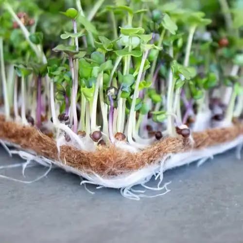 10 Pack Jute Grow Mat for Microgreens, 12" X 12" Hydroponic Grow Pads for Growing Tray Sprouting Trays Jute Fiber Seed Starter Planting for Wheatgrass Sprouts Starter Tray，Micro Greens & Wheatgrass
