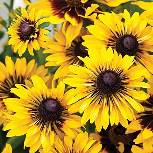 Park Seed 'Sputnik' Rudbeckia Seeds, Popular Wildflower Black-Eyed Susans Pack of 25 Seeds