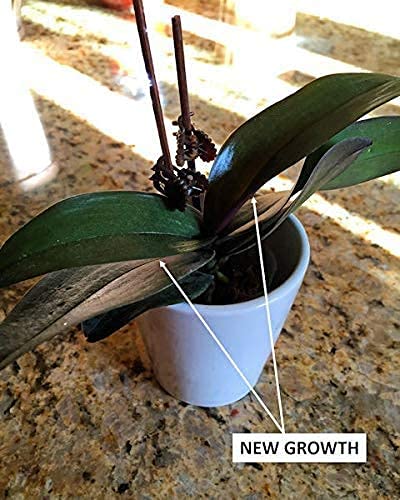 TeaDrops Organic Orchid + Bromeliad + Air Plant Fertilizer – 16 Liquid Indoor House Plant Food Packets – Make up to 32 Gallons (Easy use in Watering Can & Containers, Ecofriendly)