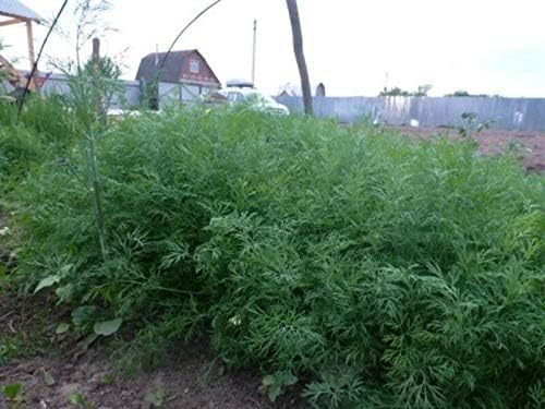 Seeds Dill Bush Type Heirloom Vegetable for Planting Non GMO