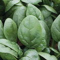 Park Seed Spinach Vegatable Plant Seeds, Easy to Grow, Variety of Colors, Spring Garden, Tundra Organic Hybrid, Pack of 200