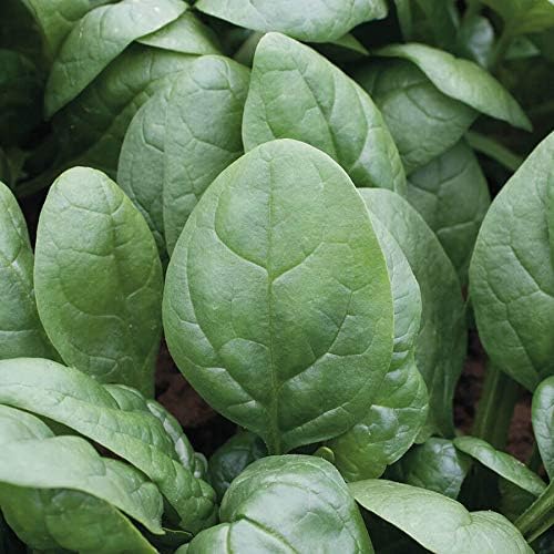 Park Seed Spinach Vegatable Plant Seeds, Easy to Grow, Variety of Colors, Spring Garden, Tundra Organic Hybrid, Pack of 200