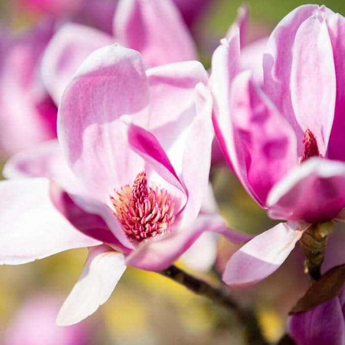10+ Seed Magnolia Flower Seeds for Planting Outdoors -Perennial Ornamental Fragrant Tree Garden