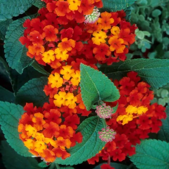 300+Perennial Mix Lantana Camara Flowers Seeds for Planting Outdoors Home Garden