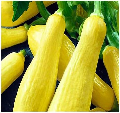 20 Straightneck Squash Seeds | Non-GMO | Fresh Garden Seeds