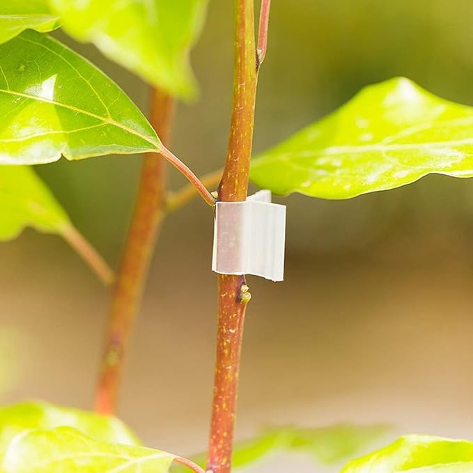 100 Pcs Transparent Plant Grafting Clips Plastic Grafting Clips Tomato Plant Cages Supports Clamp Connects Vines Seeding Grafting Clips Orchid Clips Vegetables Vine Support Fixing Clips(3mm)