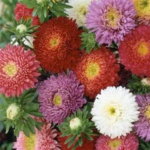 Outsidepride 10,000 Pcs Aster Seeds - Powder Puff Annual, Hardy & Pollinator Friendly Flower Seeds for Planting Vibrant Mix, Ideal for Meadows & Aesthetic Gardens