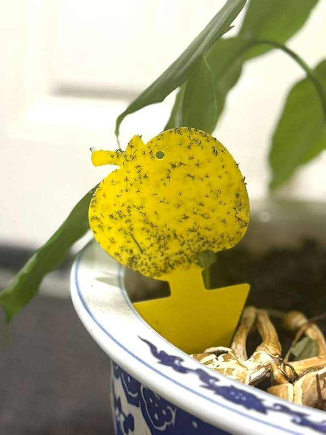 Fruit Fly Trap & Fungus Gnat Traps 40 Pack – Yellow Sticky Gnat Traps for House Indoor & Outdoor Plants, Non-Toxic and Odorless Insect Bug Catcher