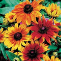Park Seed Autumn Colors Gloriosa Daisy Seeds, Award Winning, Pack of 25 Seeds