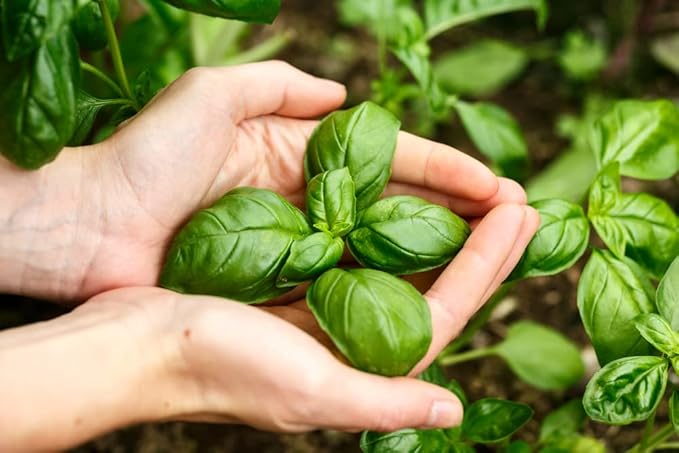 Genovese Sweet Basil Seeds for Planting (Ocimum basilicum) – 500+ Heirloom Non-GMO Herb Seeds by Isla’s Garden Seeds, Classic Italian Basil for Culinary Use, Fragrant & Fast-Growing, Gardening Gift