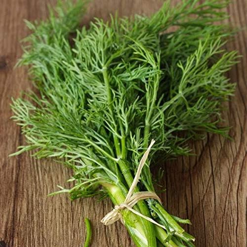 Bouquet Dill Herb Seeds, 1500 Heirloom Seeds Per Packet, (Isla's Garden Seeds), Non GMO Seeds, Botanical Name: Anethum graveolens