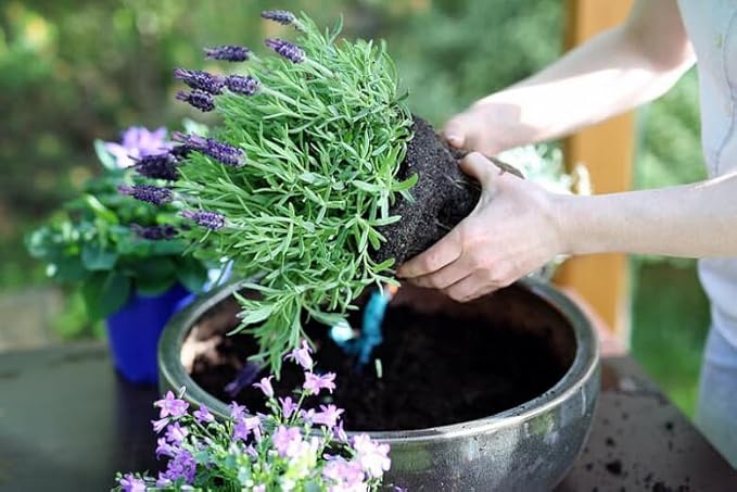 Premium Organic Lavender Mix by Gardenera - Elevate Your Plant Care Routine - 4 QUARTS