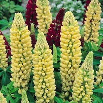Outsidepride Chandelier Yellow Russells Lupine Seeds - 1000 Pcs Perennial, Self-Sowing, Cold Hardy & Frost Tolerant Wildflower Seeds for Fall Planting, Ideal for Attracting Pollinators & Hummingbirds
