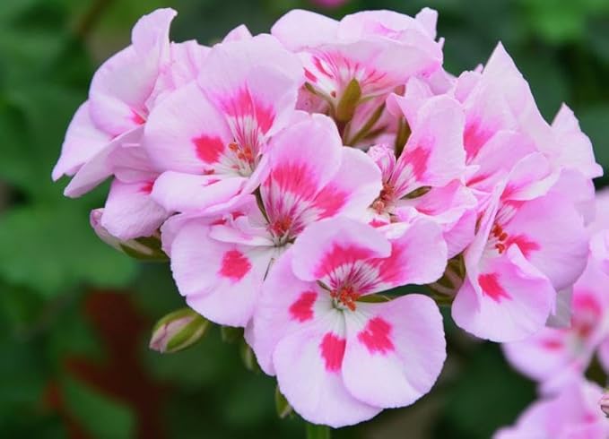20+ Mixed Color Geranium Seeds for Planting - Rare Perennial Non-GMO Flower Seeds, Indoor/Outdoor Potted Garden Plants, Attract Pollinators, Easy to Grow & Fast Germinating