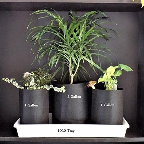 Bootstrap Farmer Grow Bags 2 Gallon Fabric Plant Pots Handles, 10 Pack