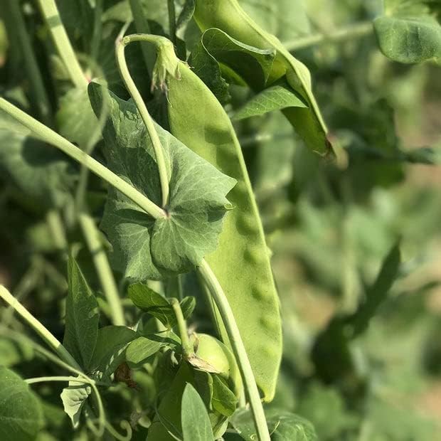 160 Sugar Grey Dwarf Snow Pea Seeds for Planting Heirloom Non GMO 1 Ounce of Seeds Garden Vegetable Bulk Survival