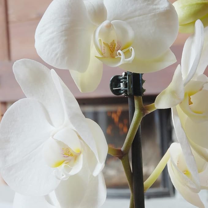Orchid Clips, ARRITZ 100pcs Garden Plant Clips for Vines Flowers Keep Stems Vines Flowers Grow Upright
