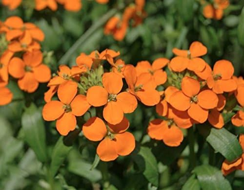 Siberian Wallflower Seeds (Cheiranthus allionii) –400+ Heirloom Non-GMO Seeds by Isla’s Garden Seeds, Bright Orange Blooms, Easy to Grow, Attracts Pollinators, Perfect for Borders & Wildflower Gardens