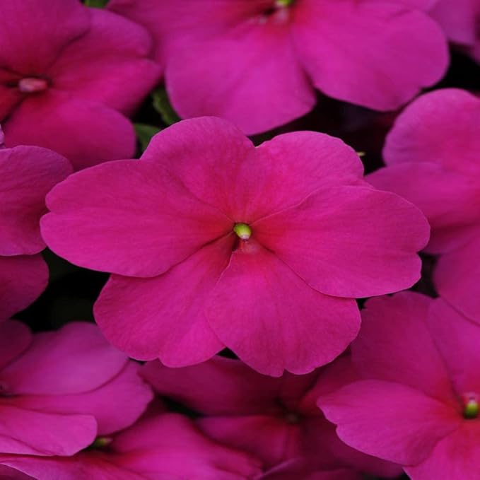Outsidepride Premium Violet Impatiens Flower Seeds - 200 Pcs Annual, Compact & Pollinator Friendly, Impatiens Seeds for Planting w/Vibrant, Abundant Blooms for Shade Gardens & Container Displays