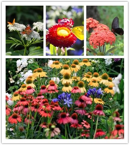 Wildflower Seeds, Perennial Annual Wild Flower Seeds Mixed for Planting (2 Ounces 50000+ Seeds)