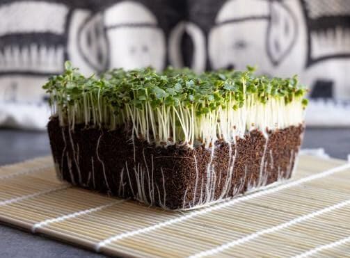 2026 EarlyBird-Sow in Fall/Spring-4000+ Bok Choy Seeds for Sprouting,Chinese Cabbage Seed for Planting,Microgreen/Sprouting Seeds for Home Vegetable Garden.黑叶白菜 (Pak Choi White Stem,10g)