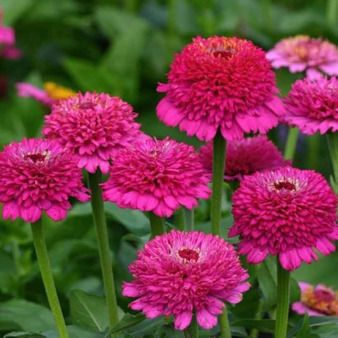 Eden Brothers Zinnia Seeds - Zinderella Purple, Non-GMO Seeds for Planting, Packet | Low-Maintenance Flower Seeds, Plant During Spring, Zones 2, 3, 4, 5, 6, 7, 8, 9, 10, 11