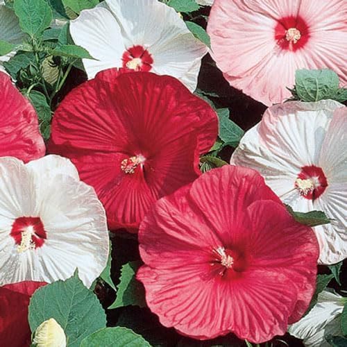 120+ PCS Mixed Giant Hibiscus Seeds for Planting Flowers Perennial Flower Outdoor Home Garden Flower