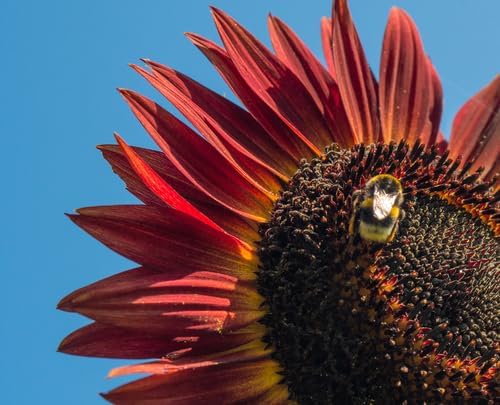 Red Sunflower Seeds for Planting - 50 Heirloom Non GMO Velvet Queen Flower Seeds Plant & Grow Home Outdoor Annual Garden - 2 Packets