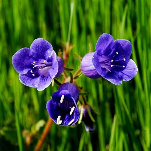 Outsidepride California Bluebell Wildflower Seeds - 1/4 Lb. Annual, Hardy, Easy-to-Grow, & Pollinator-Friendly Phacelia Campanularia Flower Seeds for Planting Vibrant Blue Blooms in Summer Gardens