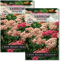 Sow Right Seeds - Pastel Mix Yarrow Seeds for Planting - Vibrant Yarrow Flowers for Attracting Pollinators - Perfect for Floral Gardens & Landscaping - Easy to Grow - Non-GMO Heirloom Herb (2)