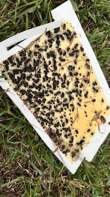 Glue Traps 72 Glue Boards Trap Mouse Bugs Insects Bed Bugs Spiders Cockroaches Non-Toxic, w