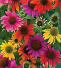 Mixed Coneflower Seeds for Planting - Easy to Grow Echinacea Flowers (250 Seeds)
