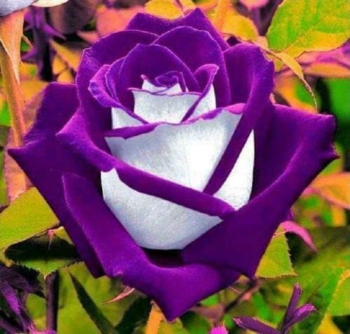 10 White Purple Rose Seed_Flower Flower Bush Perennial Shrub Flowers Seed_Flower - Easy Grow