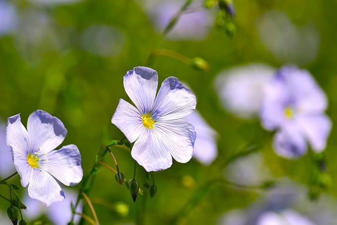 TomorrowSeeds - Blue Flax Wildflower Seeds - 15,000+ Count - For 2026 Planting Linum Perenne Lewis Lavender Sky Blue Prairie Wild Alpine Lint Perennial Garden Wildflower Flower Grow Your Own Home Farm