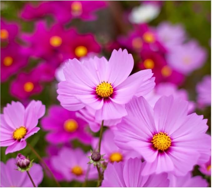 2000+ Cosmos Seeds – Easy to Grow Annual Flower Blend in Mixed Colors – Heirloom, Non-GMO, USA Grown – Throw and Grow Wild Flower Seeds for Garden and Landscaping