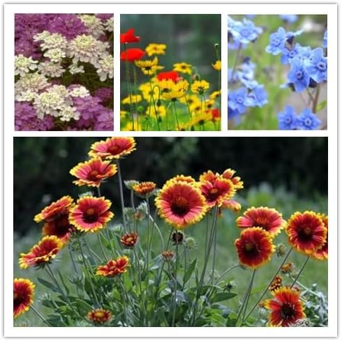 Wildflower Seeds, Perennial Annual Wild Flower Seeds Mixed for Planting (2 Ounces 50000+ Seeds)