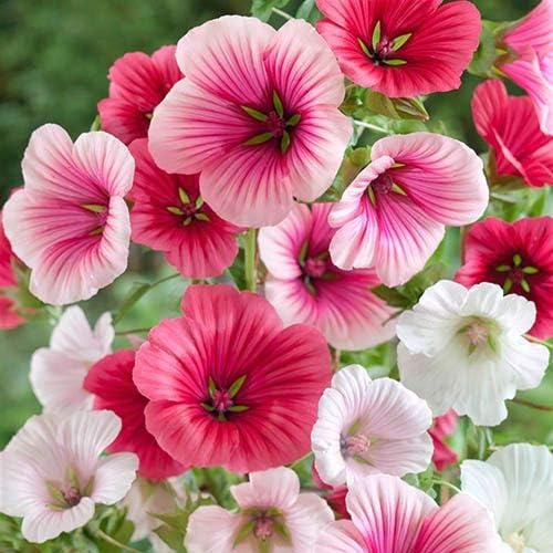 Outsidepride Annual Mallow Malope Mix Seeds - 1000 Pcs. Annual, Easy to Grow & Pollinator Friendly, Flower Seeds for Planting Showy & Vibrant Mixed Blooms for Landscaping & Cut Flower Arrangements