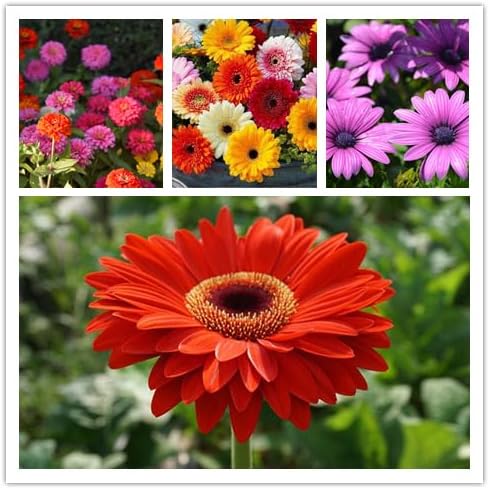 Wildflower Seeds, Perennial Annual Wild Flower Seeds Mixed for Planting (2 Ounces 50000+ Seeds)