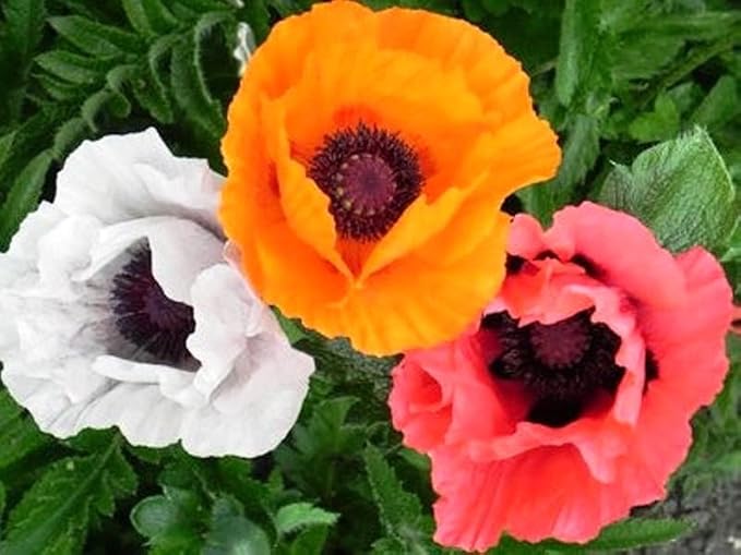 Seeds Oriental Poppy Mix Papaver Perennial Flowers for Planting 1000 Seeds