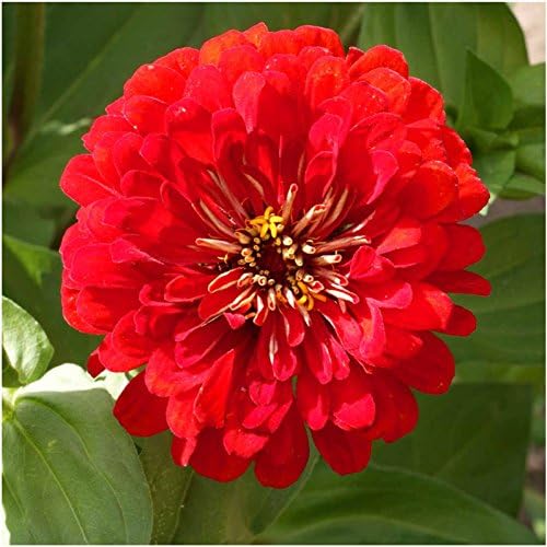 Seed Needs, Cherry Queen Zinnia Seeds - 250 Heirloom Seeds for Planting Zinnia elegans - Attracts Butterflies & Pollinators, Great Cut Flowers (2 Packs)
