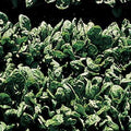Park Seed Spinach Vegatable Plant Seeds, Easy to Grow, Variety of Colors, Spring Garden, Space Hybrid, Pack of 400