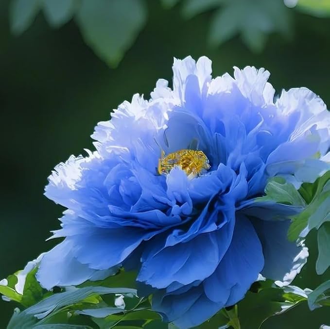 Mix Peony Seeds for Planting, 100+pcs Rare Perennial Peony Flower Seeds Plants, Non-GMO Heirloom Attracts Pollinators Blooms Flowers Plants for Home Garden Outdoors