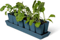 Gardener's Supply Company Gardener's Best® XL Seed Starting Kit | Durable and Reusable Self-Watering Deep Root Seed Starting Tray for Quick Germination - Blue